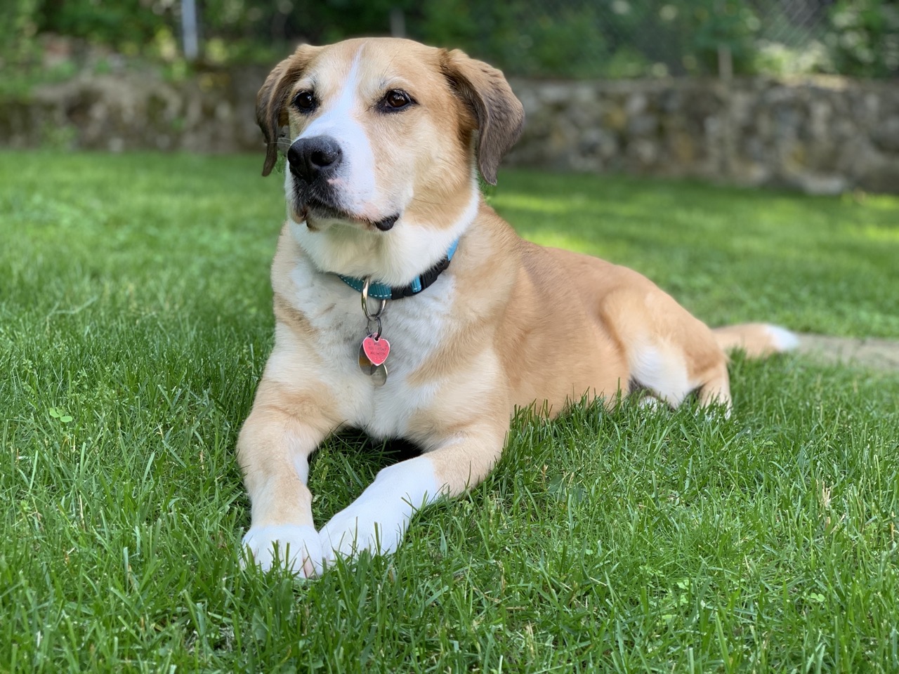 Photograph of dog